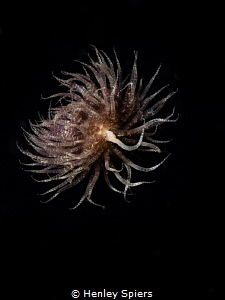 Swimming anemone from Cabilao, Philippines.
 by Henley Spiers 